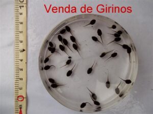 Venda de Girinos