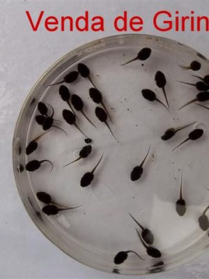 Venda de Girinos