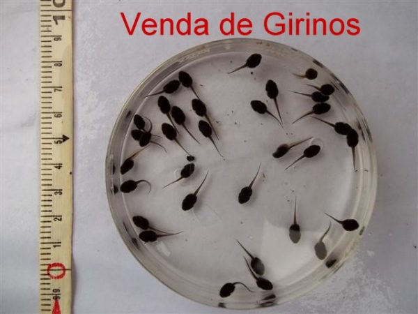 Venda de Girinos Venda de Girinos
