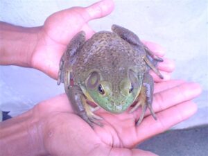 reprodutores de rãs