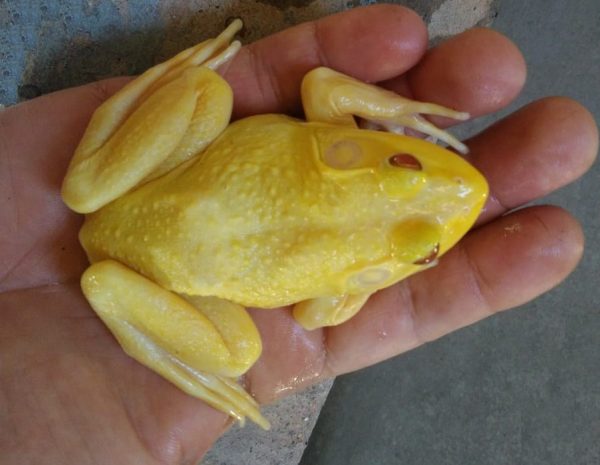 RÃ TOURO ALBINA (clique na foto para informações)