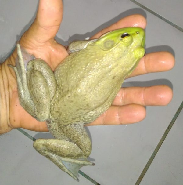 RÃ TOURO JOVEM (Clique na foto para informações)